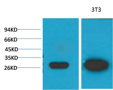 Galectin-3 Monoclonal Antibody(8D7)