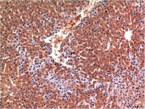 Caspase-3 Mouse Monoclonal Antibody(4B8)