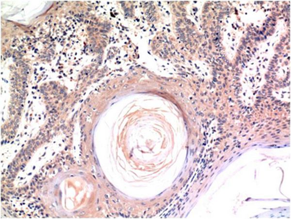 Caspase-3 Mouse Monoclonal Antibody(4B8)