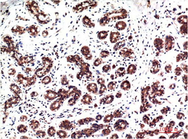 Phospho-ERK 1/2 (Y222/205)Mouse Monoclonal Antibody(4G3)