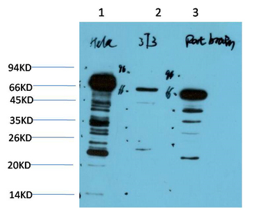 Ubiquitin Mouse Monoclonal Antibody(5F1)