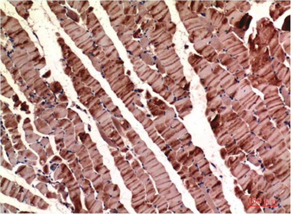 Muscle actin Mouse Monoclonal Antibody(2H3)