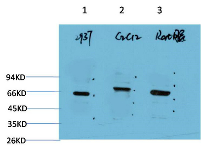 Beclin-1 Mouse Monoclonal Antibody(5C2)