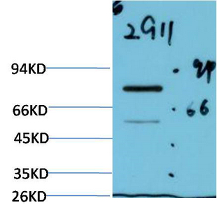 Luciferase Mouse Monoclonal Antibody(2G11)