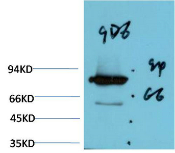 Luciferase Mouse Monoclonal Antibody(9D6)