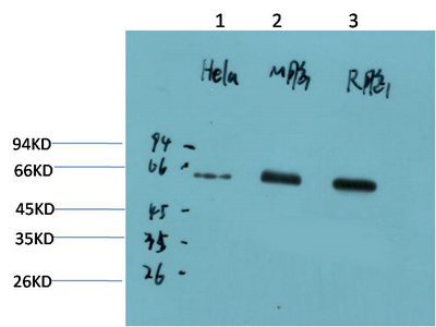 AMPKα1 Mouse Monoclonal Antibody(9G3)