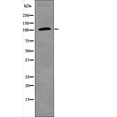 NF-κB p105 (Phospho-Ser923) Antibody