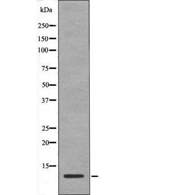 HMG17 (Phospho-Ser29) Antibody