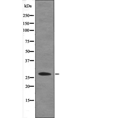 Caveolin 2 (Phospho-Ser36) Antibody