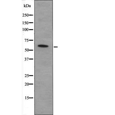 CDC25A (Phospho-Ser82) Antibody