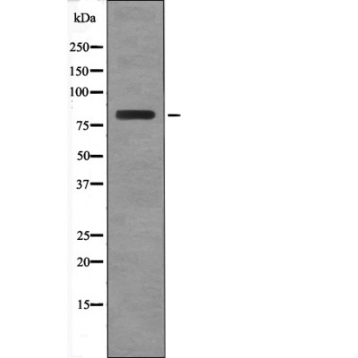 BRSK2 (Phospho-Thr260) Antibody