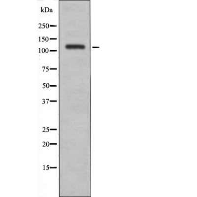 EPHA8 (Phospho-Tyr838) Antibody