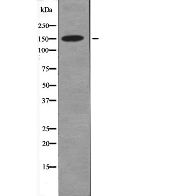 CD45 (Phospho-Tyr1216) Antibody