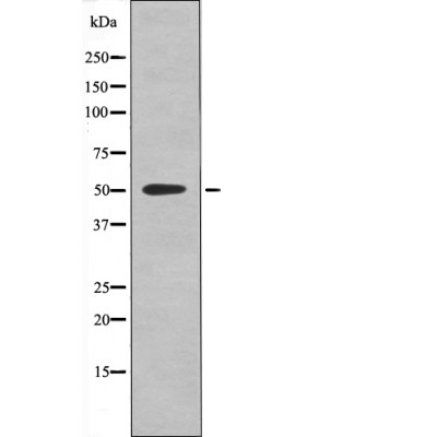 RXR-α (Phospho-Ser260) Antibody