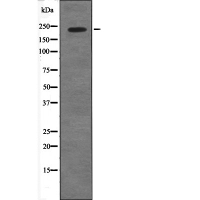 53BP1 (Phospho-Ser29) Antibody