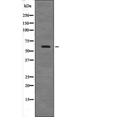 Cyclin B1 (Phospho-Ser128) Antibody