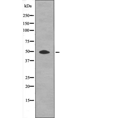 HtrA2 (Phospho-Ser212) Antibody