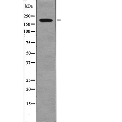 MUC1 (Phospho-Ser1227) Antibody