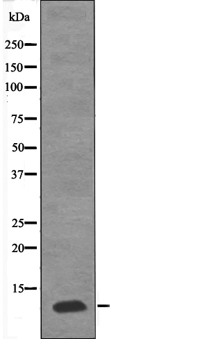 PDE6G (Phospho-Thr22) Antibody