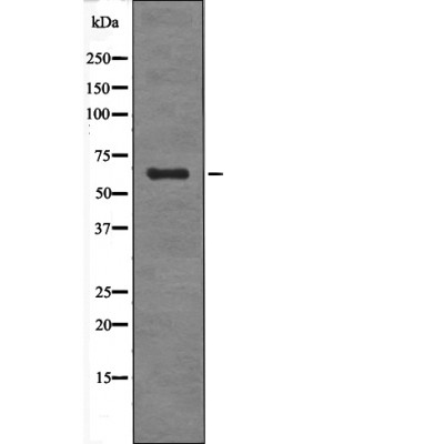 SGO1 (Phospho-Ser14) Antibody