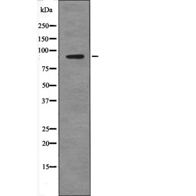 SP1 (Phospho-Thr278) Antibody