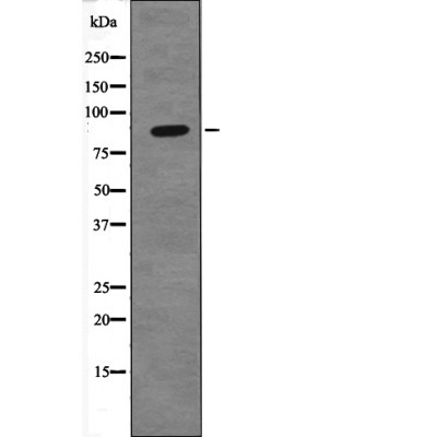 TIF1-β (Phospho-Ser824) Antibody