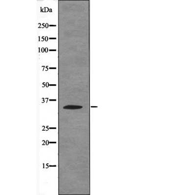 Caspase 3 (Phospho-Ser26) Antibody