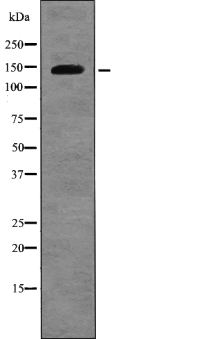 Amyloid-βA4 (Phospho-Thr729) Antibody