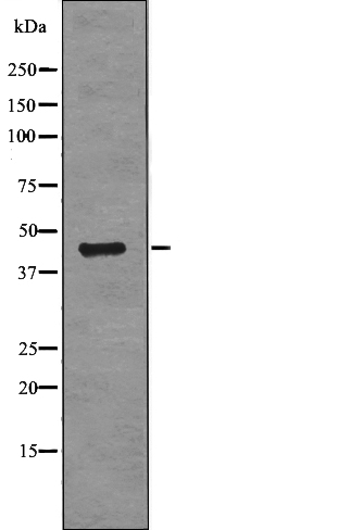 RCC1 (Phospho-Ser11) Antibody