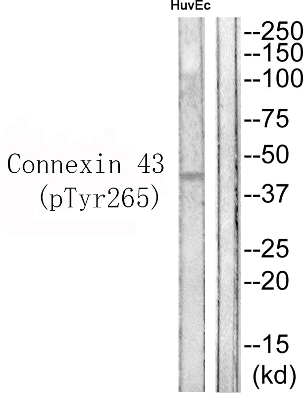 Connexin 43 (Phospho-Tyr265) Antibody