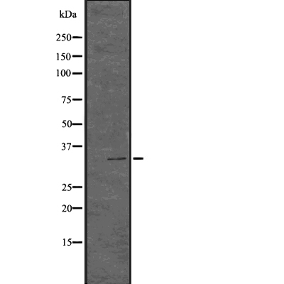 Cdk1/2 (Phospho-Thr14) Antibody