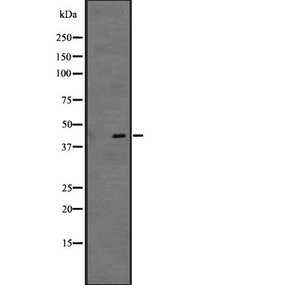 GPR34 Antibody