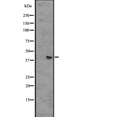 GPR44 Antibody