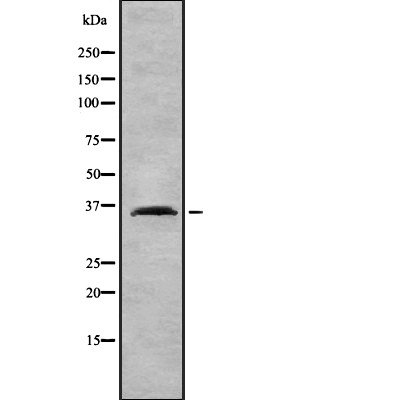 IGHG1 Antibody