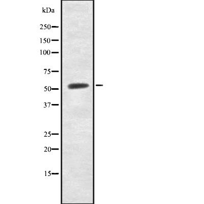 IFRD2 Antibody