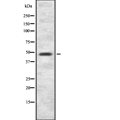 ITFG2 Antibody