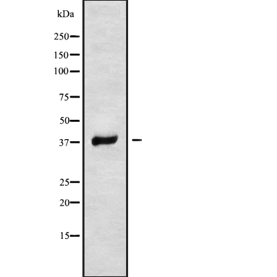 RNF167 Antibody