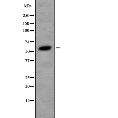 GABRE Antibody