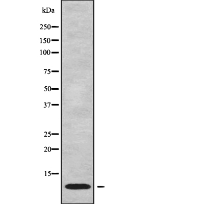 NDUFC1 Antibody