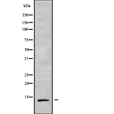 TCEAL7 Antibody