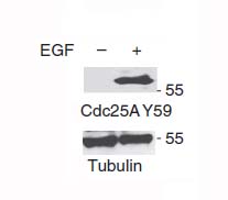 CDC25A (Phospho-Tyr59) Antibody