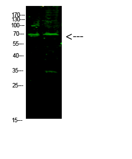 E2F-1 (Acetyl-K117) Polyclonal Antibody