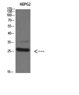 Tryptase-3 Polyclonal Antibody