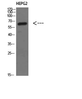 MIA2 Polyclonal Antibody