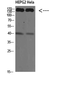 CYFIP2 Polyclonal Antibody