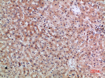 ERLIN1/2 Polyclonal Antibody