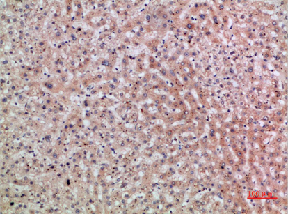 ERLIN1/2 Polyclonal Antibody