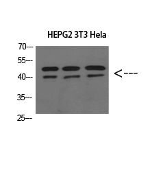 ERLIN1/2 Polyclonal Antibody