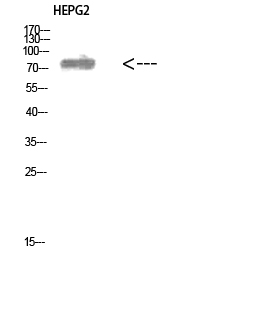 ALB Polyclonal Antibody