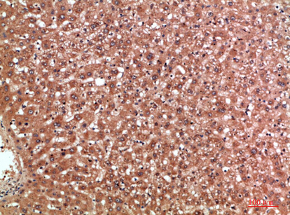 MBL-C Polyclonal Antibody